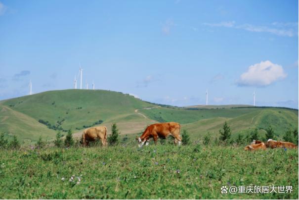 2024新澳免费资料成语平特,必去避暑胜地！感受美丽贵州道真云栖湖国际康养度假区，等你来  第2张