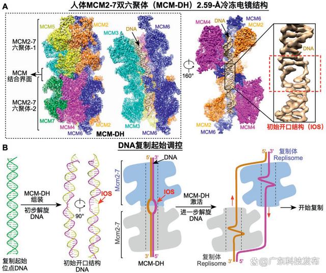 2024新澳免费资科五不中料,2023年度中国科学十大进展发布  第7张