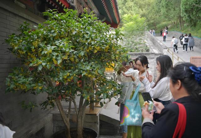 澳门正版资料大全资料_植物观察、中国画创作，颐和园设青少年桂花文化体验专场