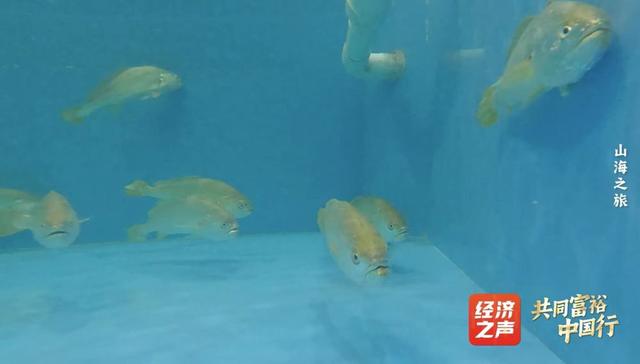 2024澳门最准的资料免费大全,共同富裕中国行丨专题片：山海之旅