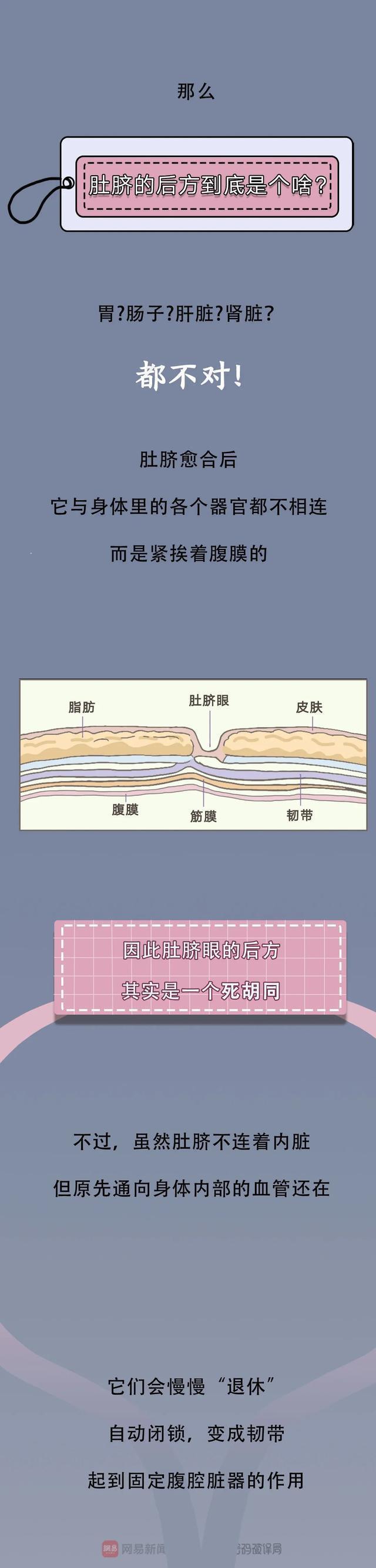 新澳门内部资料精准大全2024_“肚脐眼”的另外一头，应该连着哪个部位？漫画科普，涨知识了  第5张