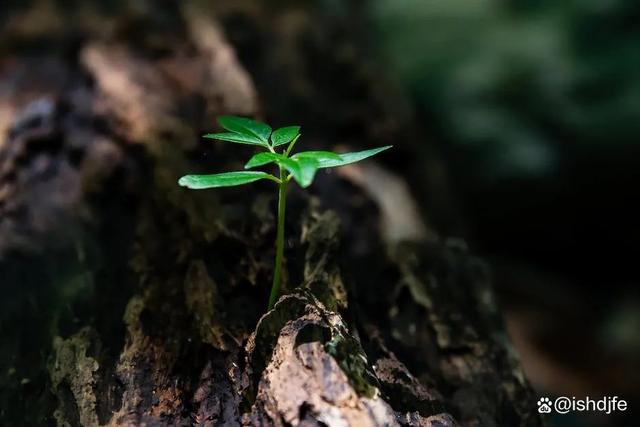 二四六天天彩资料大全网最新,生活虽然普通，但要乐在其中！（深度好文）  第3张