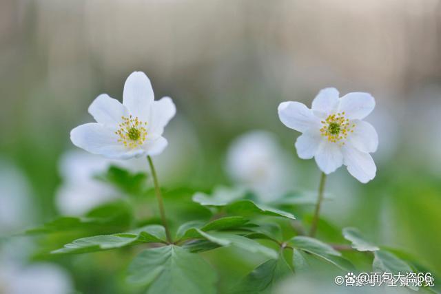 新澳天天开奖资料大全最新54期,生活，适合自己，就是最好  第3张