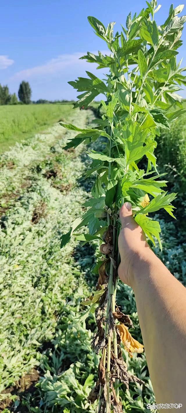 白小姐一肖中白小姐开奖记录,余生，把健康放在首位，才能更好地享受人生！  第5张