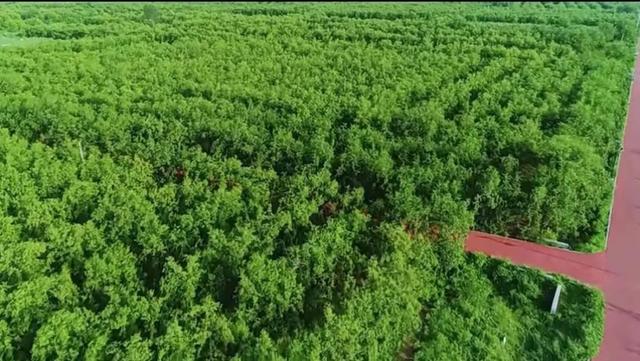 澳门澳彩资料大全正版资料下载,如何来一场高质量旅行？来山东给你答案  第50张