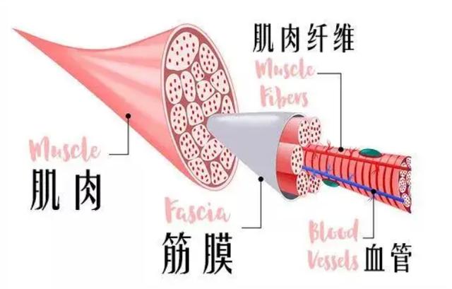 三码必中一免费一肖2024年_筋膜枪的十大品牌：十大全网高度热评产品汇总  第2张