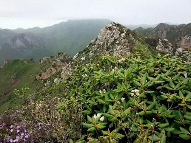 7777788888马会传真_兰州出发2h达！这条网红公路，草原、峡谷、雪山，每一公里都美到极致！  第29张