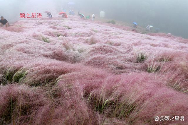 管家婆一码一肖资料大全五福生肖_宁波最大的粉黛花海，中秋国庆网红地，告诉你最美线路