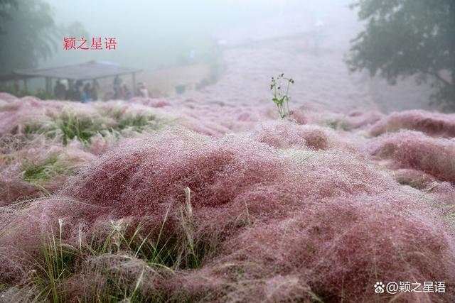 管家婆一码一肖资料大全五福生肖_宁波最大的粉黛花海，中秋国庆网红地，告诉你最美线路  第7张