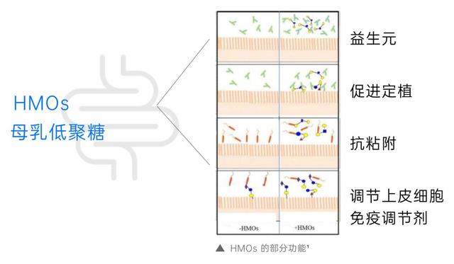 澳门正版资料大全资料,母乳低聚糖HMOs与婴幼儿健康